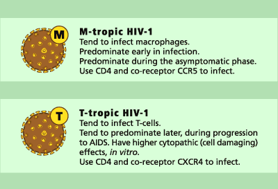 Differences between M-tropic and T-tropic HIV