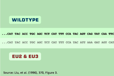 Graphic: Genetic Sequences for CCR5 Gene