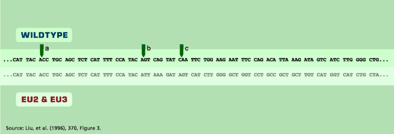 Graphic: Genetic Sequences for CCR5 Gene