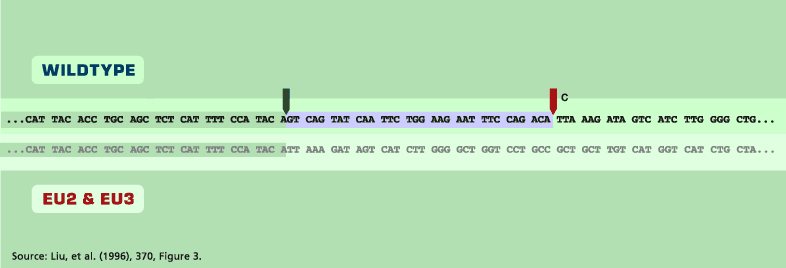 Graphic: Genetic Sequences for CCR5 Gene