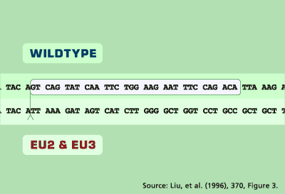 Deletion in Mutated sequence