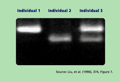 Graphic: Genotype Test Results