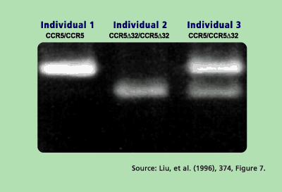 Graphic: Genotype Test Results