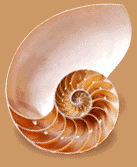 Renaissance -- Numbers in Nature