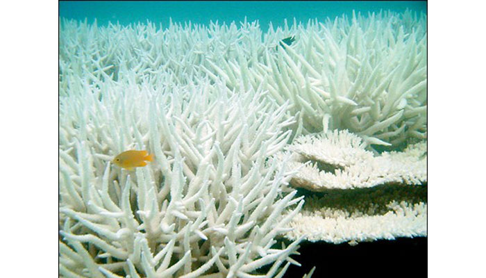 Coral reef after bleaching event