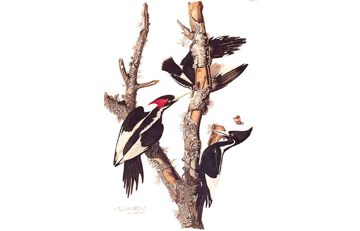 Watercolor painting of Ivory-billed Woodpeckers by John James Audubon