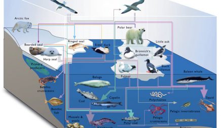 Arctic marine food web