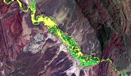 Landsat image of invasive salt cedar, 2002