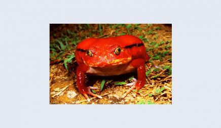 Tomato frog (Dyscophus antongilii). Listed on CITES Appendix 1 (threatened with extinction)