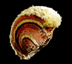 Feathered helmet (mahiole)