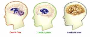 The Human Brain – Making Headway Center