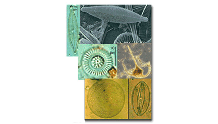 Marine phytoplankton