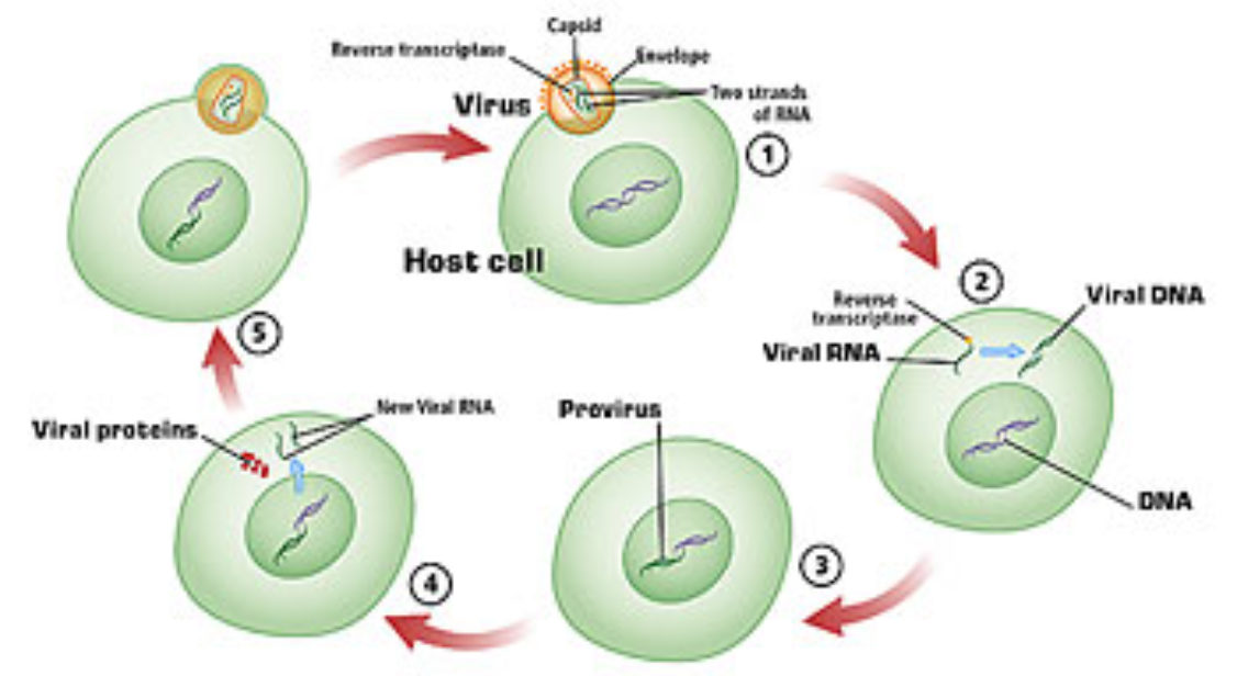 Reversed cell