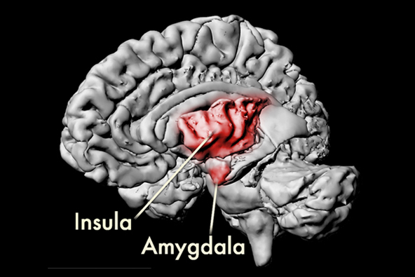 The Unity of Emotion, Thinking, and Learning - Annenberg Learner