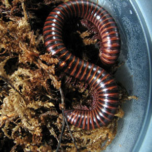 Millipede