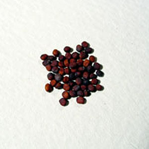 Radish Seeds (sprouted)