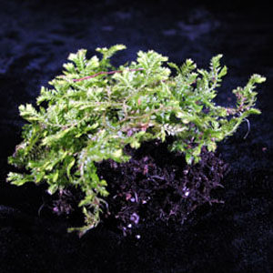 Selaginella